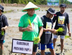 Gubernur Fakhiri Tanam Padi Perdana di Sarmi, Dorong Papua Swasembada Beras