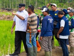 Gubernur Fakhiri Tinjau Cetak Sawah 13.200 Hektare di Arso Swakarsa, Targetkan Keerom Jadi Lumbung Pangan Papua