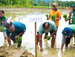 Gubernur Fakhiri Bersama Bupati Wonda Tanam Padi Perdana dan Serahkan 43 Alsintan