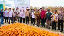 Panen 30 Ton Jagung di Keerom! Gubernur Fakhiri Sebut Papua Bisa Jadi Lumbung Pangan Nasional