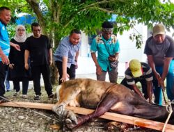 DPR Papua Sembelih 4 Sapi Kurban, Denny Bonai Tekankan Semangat Berbagi dan Toleransi