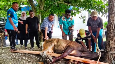 DPR Papua Sembelih 4 Sapi Kurban, Denny Bonai Tekankan Semangat Berbagi dan Toleransi