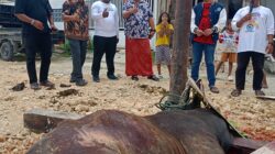 Idul Adha, Alumni PMII Papua Distribusi Daging Qurban 3 Ekor Sapi