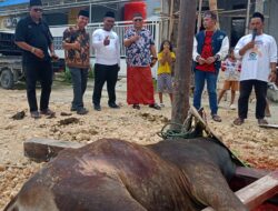 Idul Adha, Alumni PMII Papua Distribusi Daging Qurban 3 Ekor Sapi