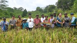 Bupati Markus Mansnembra Panen Perdana Padi Gogo di Biak Barat, Dorong Ketahanan Pangan Lokal