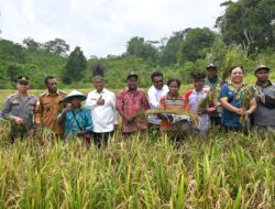 Bupati Markus Mansnembra Panen Perdana Padi Gogo di Biak Barat, Dorong Ketahanan Pangan Lokal