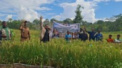 Panen Perdana Padi Gogo di Biak, Johanes Wakum: Bukti Papua Mampu Wujudkan Kemandirian Pangan