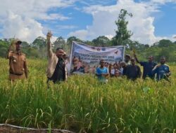 Panen Perdana Padi Gogo di Biak, Johanes Wakum: Bukti Papua Mampu Wujudkan Kemandirian Pangan