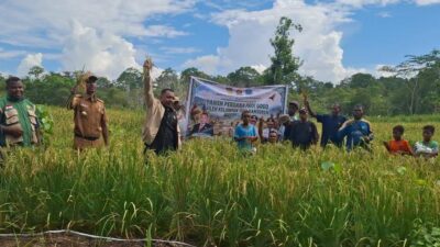 Panen Perdana Padi Gogo di Biak, Johanes Wakum: Bukti Papua Mampu Wujudkan Kemandirian Pangan